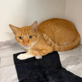 Stacey -  Domestic Short Hair Cat for Adoption in Port Richey, Florida - Stacey | PetCurious