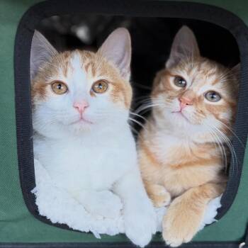 Nemo -  Domestic Short Hair Cat for Adoption in Costa Mesa, California - Nemo | PetCurious