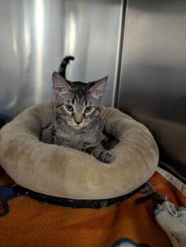 Timothy -  Domestic Medium Hair Cat for Adoption in Tucson, Arizona - Timothy | PetCurious