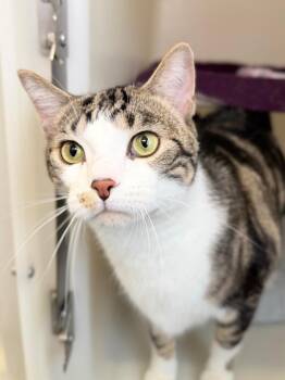 Domestic Short Hair Cats Available for Adoption - Clifford | PetCurious