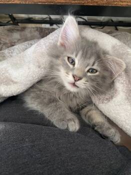 Fettuccine and Alfredo (BONDED PAIR) -  Maine Coon Cat for Adoption in Kenhorst, Pennsylvania - Fettuccine And Alfredo (BONDED PAIR) | PetCurious