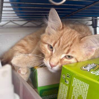 Domestic Short Hair Cats Available for Adoption - Squishy | PetCurious