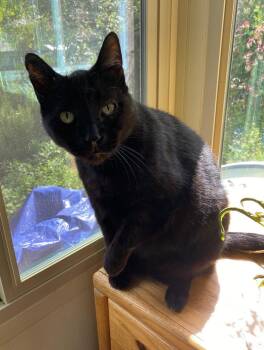 Domestic Short Hair Cats Available for Adoption in Woodland, California - Luke | PetCurious