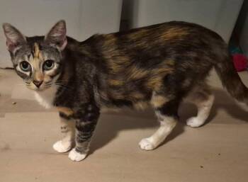 Miss Kitty -  Calico Cat for Adoption in Pensacola, Florida - Miss Kitty | PetCurious