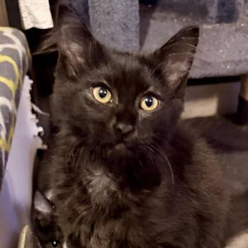 Zacian -  Domestic Medium Hair Cat for Adoption in Syracuse, New York - Zacian | PetCurious
