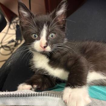 Maxwell -  Domestic Short Hair Cat for Adoption in Wilmington, Delaware - Maxwell | PetCurious
