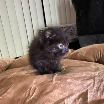 Meerkat -  Domestic Short Hair Cat for Adoption in San Antonio, Texas - Meerkat | PetCurious