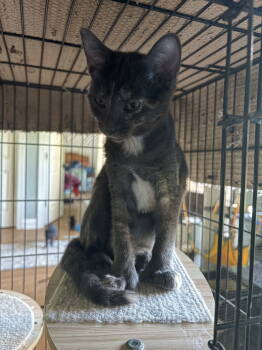 Rescue Dilute Tortoiseshell Cats for Adoption in White Bluff, Tennessee - Moxie | PetCurious