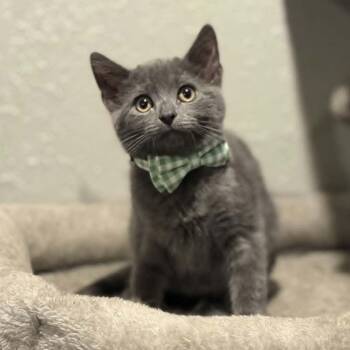 Bear -  Domestic Short Hair Cat for Adoption in Watertown, Wisconsin - Bear | PetCurious