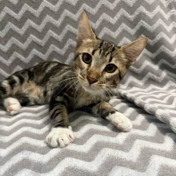 Charmander -  Domestic Short Hair Cat for Adoption in Brea, California - Charmander | PetCurious