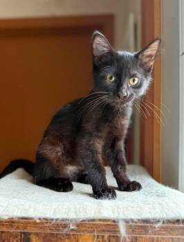 Roper -  Domestic Short Hair Cat for Adoption in Marion, Indiana - Roper | PetCurious