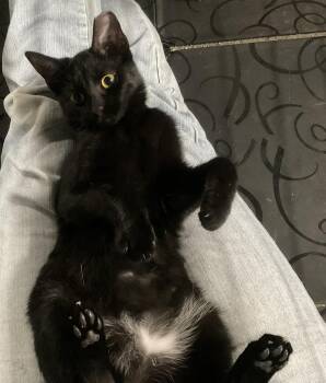 Rescue Domestic Short Hair Cats for Adoption in Nashville, Tennessee - Charlotte | PetCurious