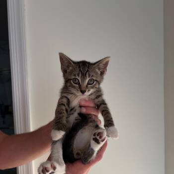 Jalen -  Domestic Short Hair Cat for Adoption in Morristown, New Jersey - Jalen | PetCurious