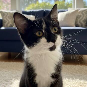 Rescue Domestic Short Hair Cats for Adoption in Pittsfield, Illinois - Sylvester | PetCurious