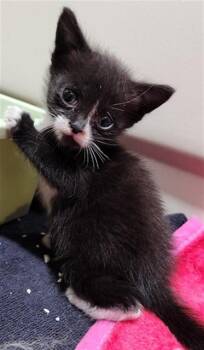 A2475975 -  Domestic Short Hair Cat for Adoption in Fort Lauderdale, Florida - A2475975 | PetCurious