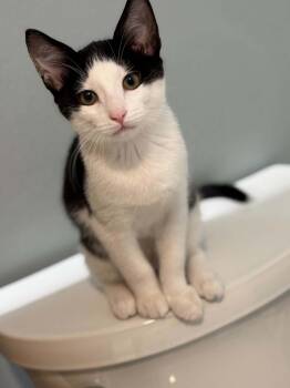 Poppy -  Domestic Short Hair Cat for Adoption in Rochester, New Hampshire - Poppy | PetCurious