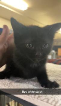 Domestic Short Hair Cats Available for Adoption in Billings, Montana - K6- Pugsley | PetCurious