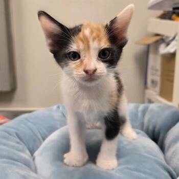 NIXIE -  Domestic Short Hair Cat for Adoption in Ontario, California - NIXIE | PetCurious