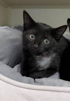 Cardi B -  Domestic Short Hair Cat for Adoption in Hudson, New York - Cardi B | PetCurious