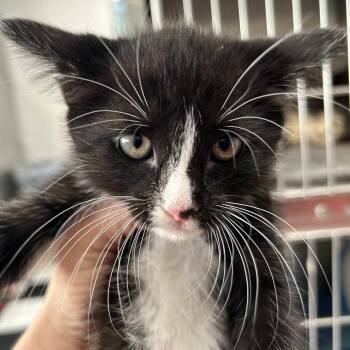 Calicifer -  Domestic Short Hair Cat for Adoption in Leander, Texas - Calicifer | PetCurious