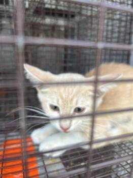A660111 -  Domestic Short Hair Cat for Adoption in Houston, Texas - A660111 | PetCurious