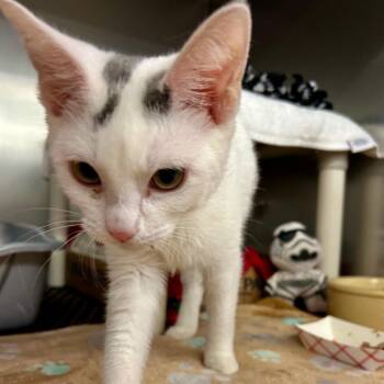 James -  Domestic Short Hair Cat for Adoption in Buffalo, New York - James | PetCurious