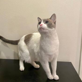 Siamese Cats Available for Adoption - Anna | PetCurious
