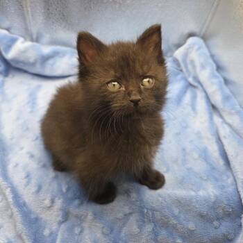 Snap_Eddie -  Domestic Short Hair Cat for Adoption in Waldorf, Maryland - Snap_Eddie | PetCurious