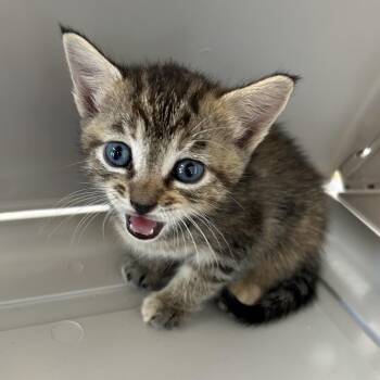 Skywhisker -  Domestic Short Hair Cat for Adoption in Leander, Texas - Skywhisker | PetCurious