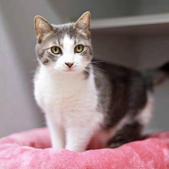 Molly -  Domestic Short Hair Cat for Adoption in Atlanta, Georgia - Molly | PetCurious