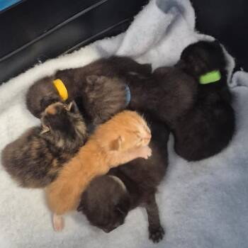 Charger (light blue collar) -  Domestic Short Hair Cat for Adoption in Kingman, Kansas - Charger (light Blue Collar) | PetCurious