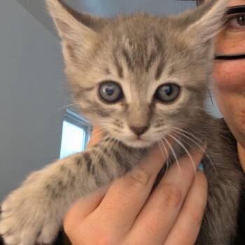 Joni -  Domestic Short Hair Cat for Adoption in Long Beach, California - Joni | PetCurious