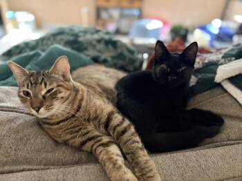 Domestic Short Hair Cats Available for Adoption - Roscoe | PetCurious