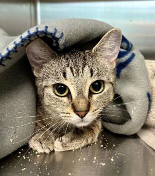 CHEETAH -  Domestic Short Hair Cat for Adoption in Kalamazoo, Michigan - CHEETAH | PetCurious