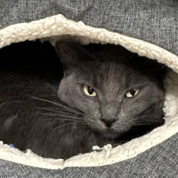 Domestic Short Hair Cats Available for Adoption in Durango, Colorado - Nipsy | PetCurious