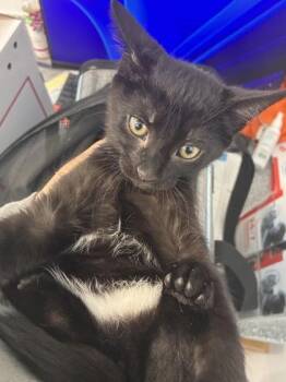 Domestic Short Hair Cats Available for Adoption in West Chester, Pennsylvania - Dorian | PetCurious
