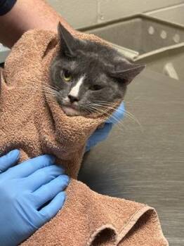 Tux -  Domestic Short Hair Cat for Adoption in Fairfax, Virginia - Tux | PetCurious