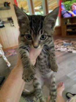 Tommy -  Domestic Short Hair Cat for Adoption in Gainesville, Florida - Tommy | PetCurious