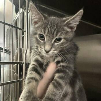 Ash -  Domestic Short Hair Cat for Adoption in Clearwater, Florida - Ash | PetCurious