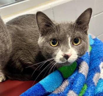 VALIANT -  Domestic Short Hair Cat for Adoption in Kalamazoo, Michigan - VALIANT | PetCurious
