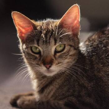 Rescue Domestic Short Hair Cats for Adoption in Santa Ana, California - Gracie | PetCurious