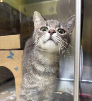 Domestic Short Hair Cats Available for Adoption in Sioux City, Iowa - Malibu | PetCurious