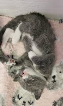 Domestic Short Hair Cats Available for Adoption in Brockport, New York - Marie | PetCurious