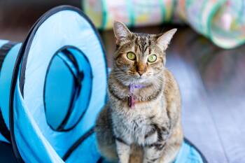 Rescue Domestic Short Hair Cats for Adoption in Long Beach, California - Emily - BONDED | PetCurious
