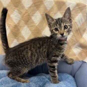 Butter -  Domestic Short Hair Cat for Adoption in Hawthorne, California - Butter | PetCurious