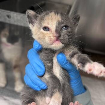 Domestic Short Hair Cats Available for Adoption in Edinburg, Texas - Fluttershy 2 | PetCurious
