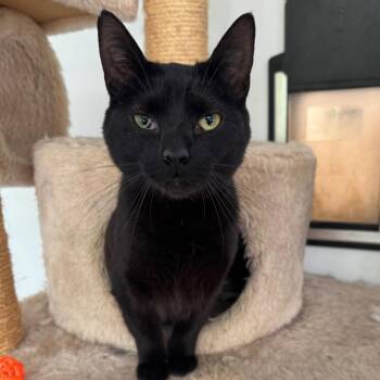 Domestic Short Hair Cats Available for Adoption in Fredericksburg, Virginia - Velosha, Queen Of Pain | PetCurious