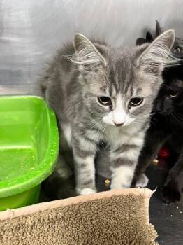 Mist -  Domestic Short Hair Cat for Adoption in Hopkinsville, Kentucky - Mist | PetCurious