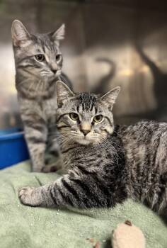 Domestic Short Hair Cats Available for Adoption - Kurtis  | PetCurious