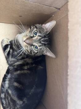 Tom -  Domestic Short Hair Cat for Adoption in West Chester, Pennsylvania - Tom | PetCurious